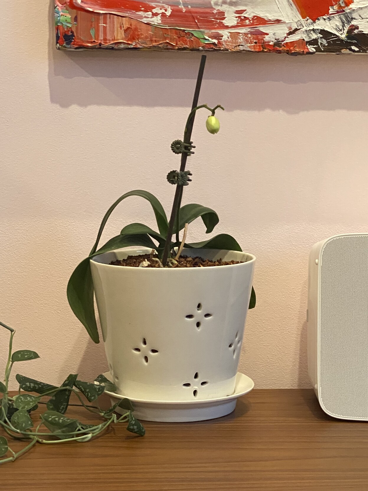 orchid in a pot on a table, large flower bud the size of a small flower bud (about the size of a small grape)