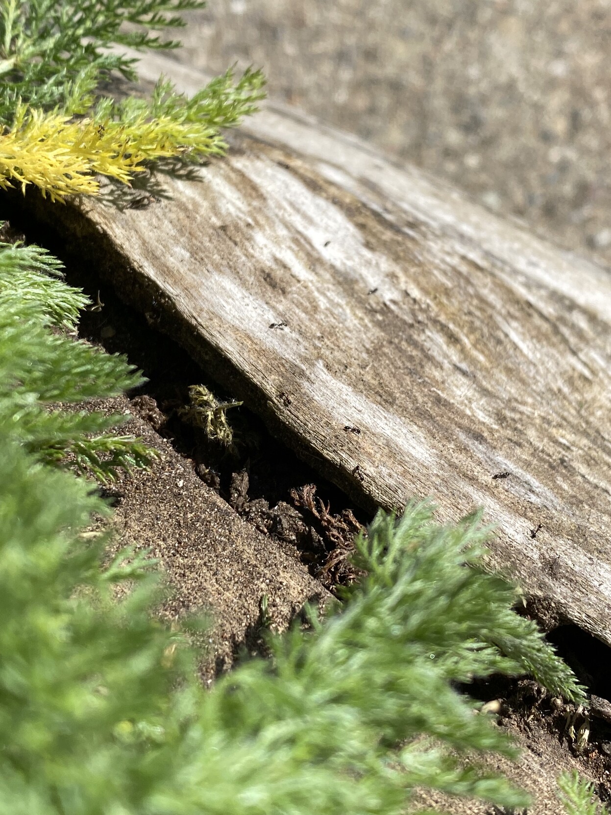 a log on the third base line of Rikki Streicher Field on Diamond at 19th covered with little tiny ants