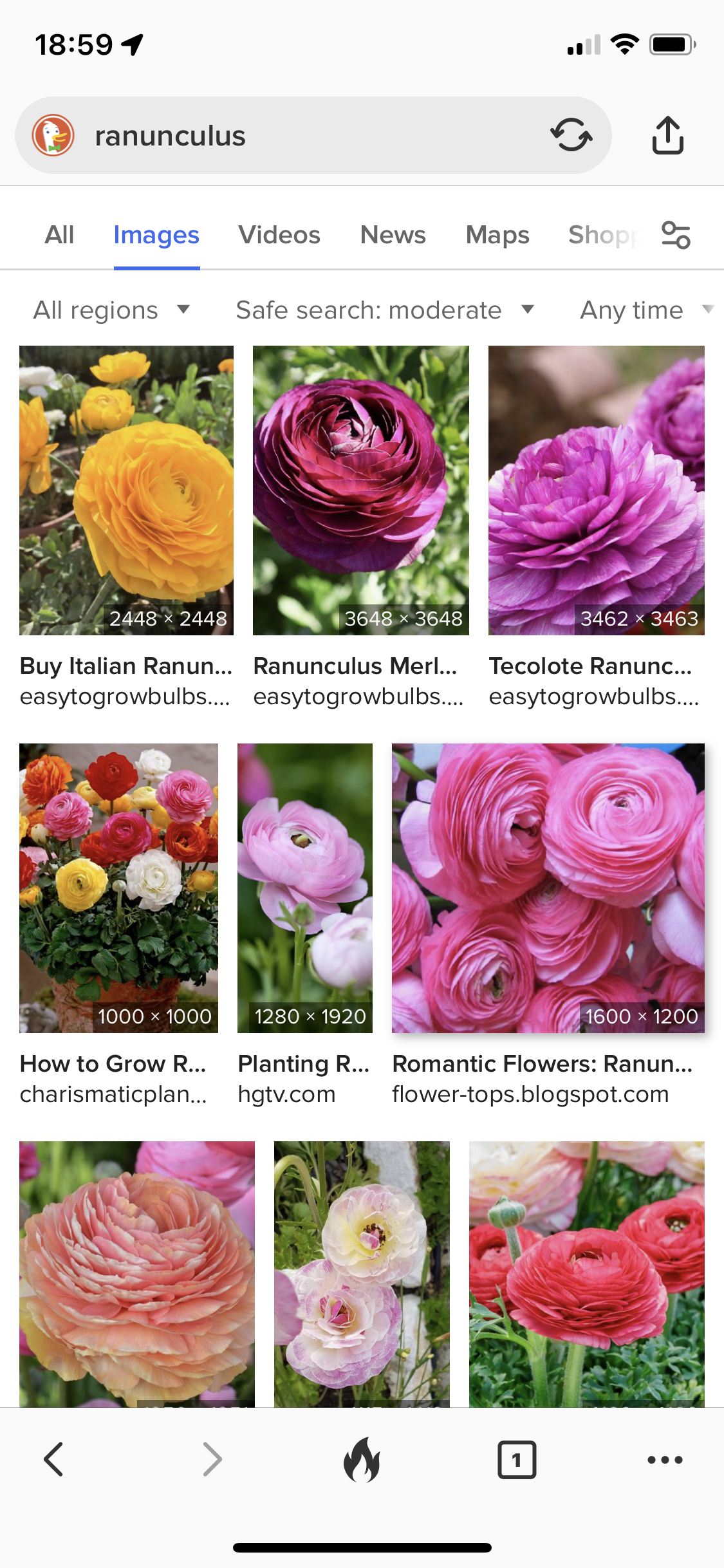 phone screen shot of ddg image results for "ranunculus", results in yellow, burgundy, pink, all of these, other pinks, fuscia, etcit's a cool round flower with a high petal count all packed together