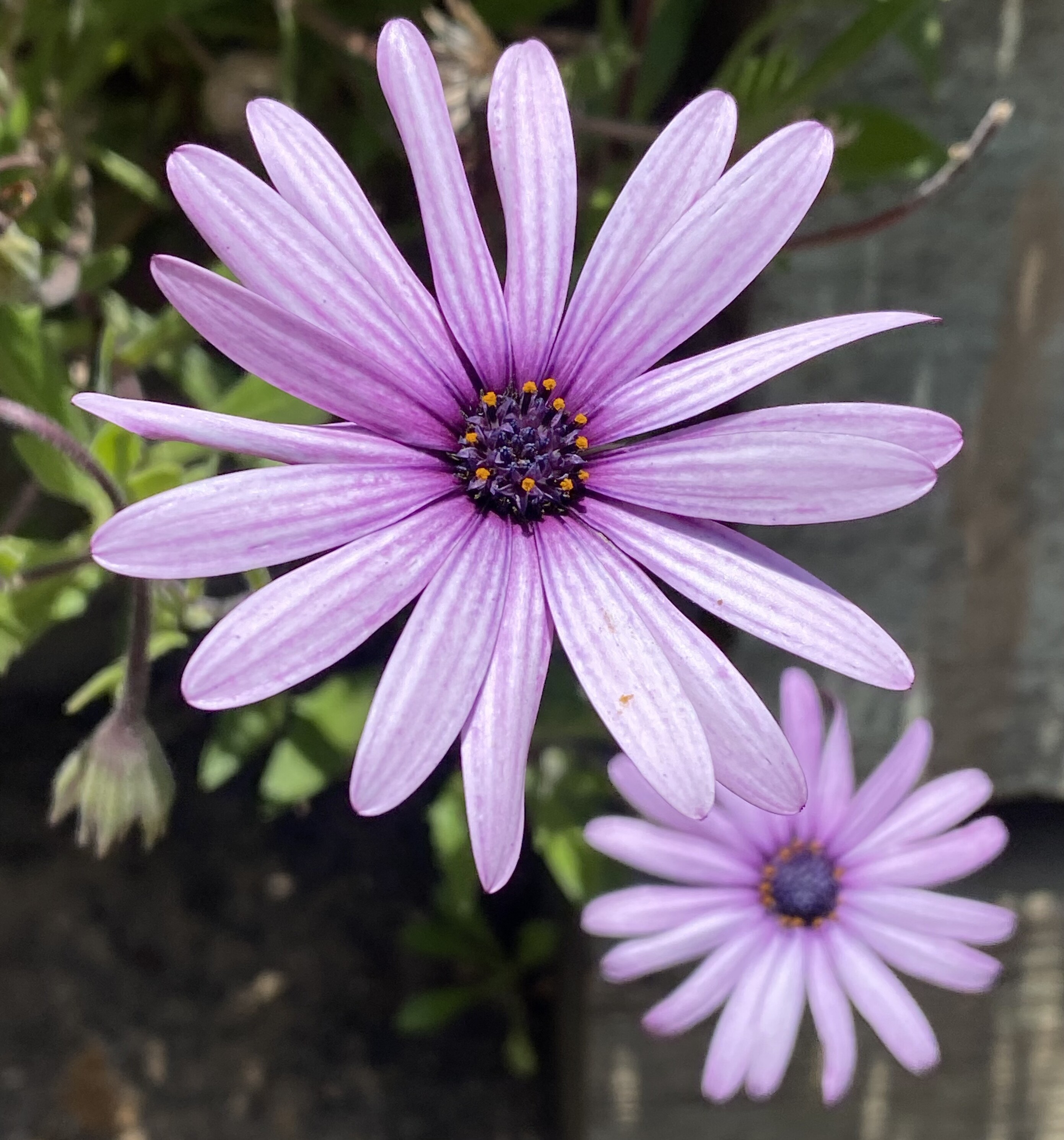 two purple daisies