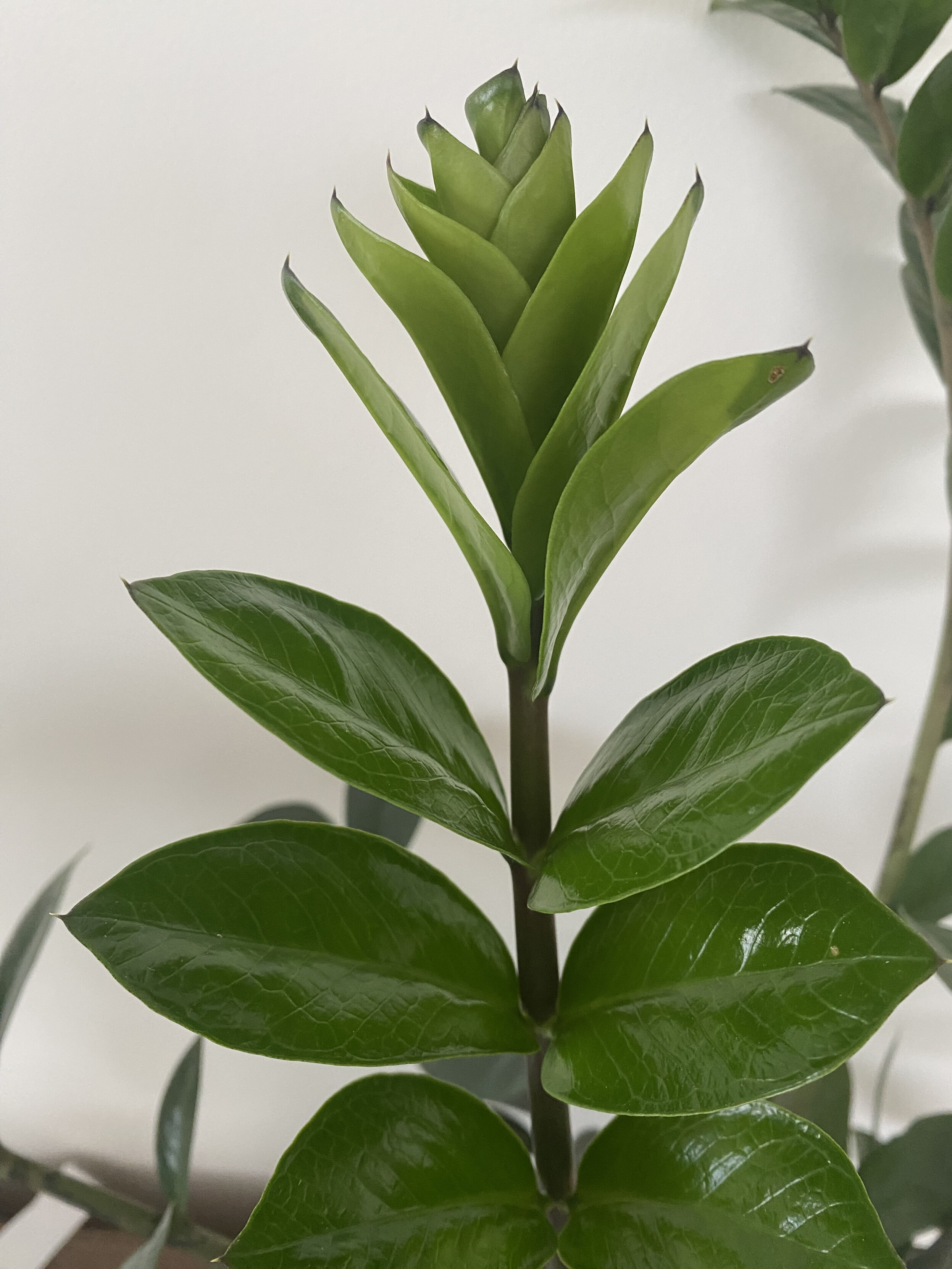 side view of the top eight inches of a heavy zz plant bud finally opening after being all weird for a month