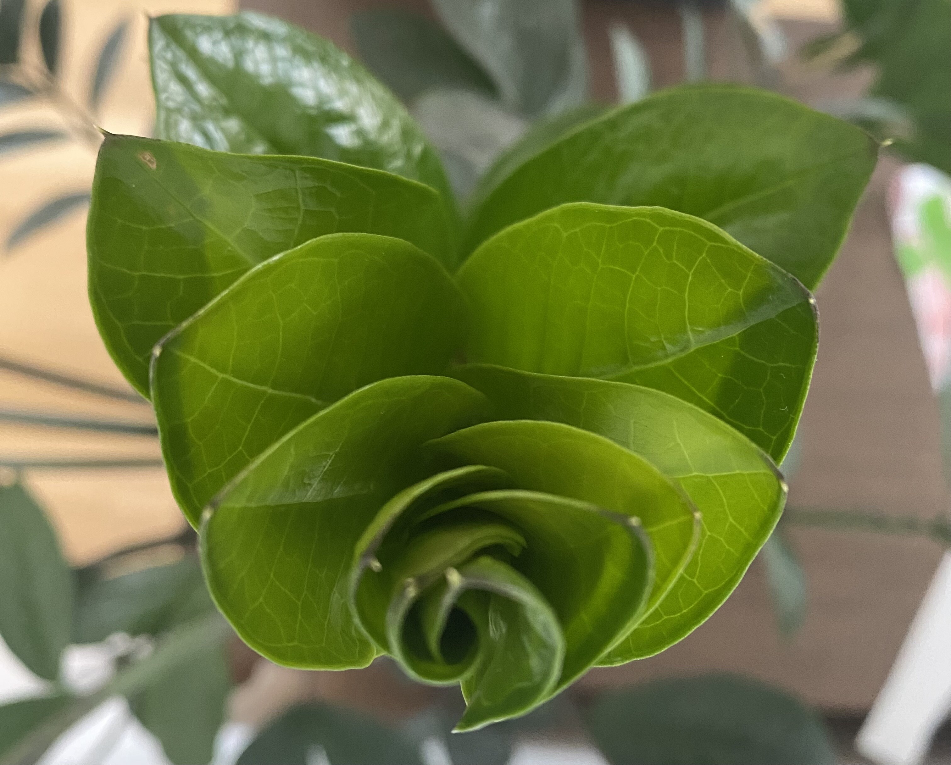 top down view of the unfurling leaves of a heavy zz plant bud finally opening after being all weird for a month