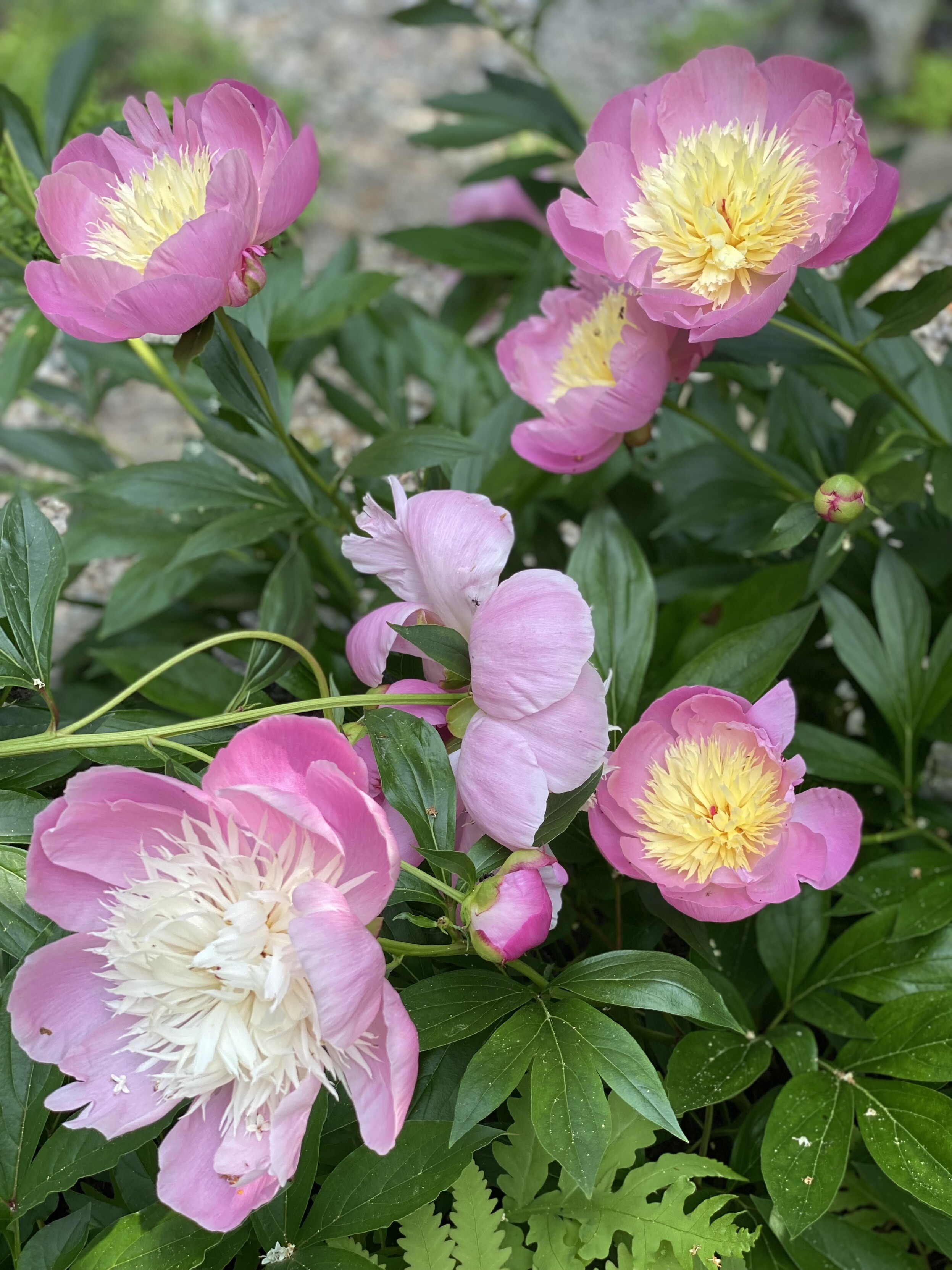 peony