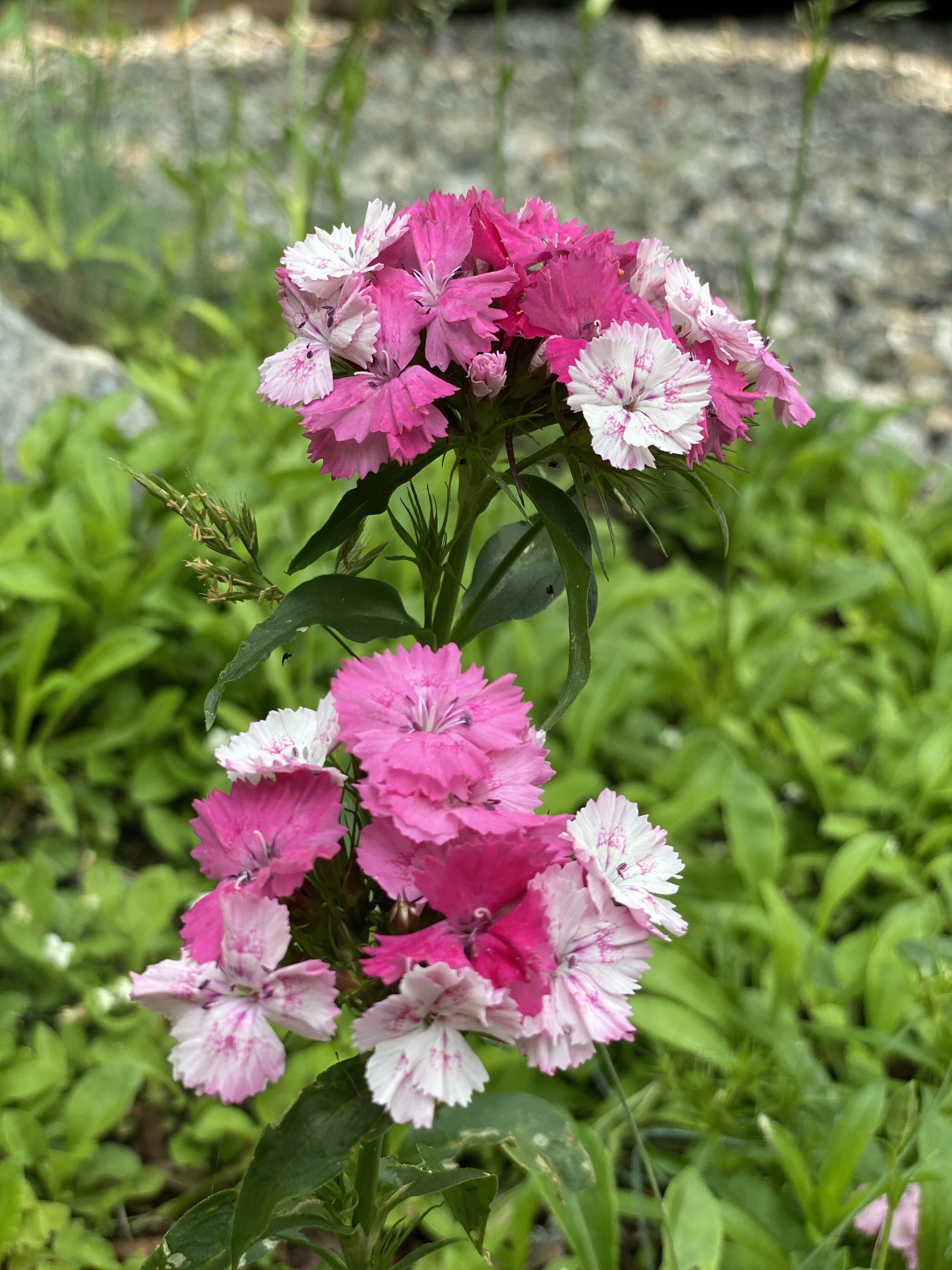 pink flowers, idk what kind!