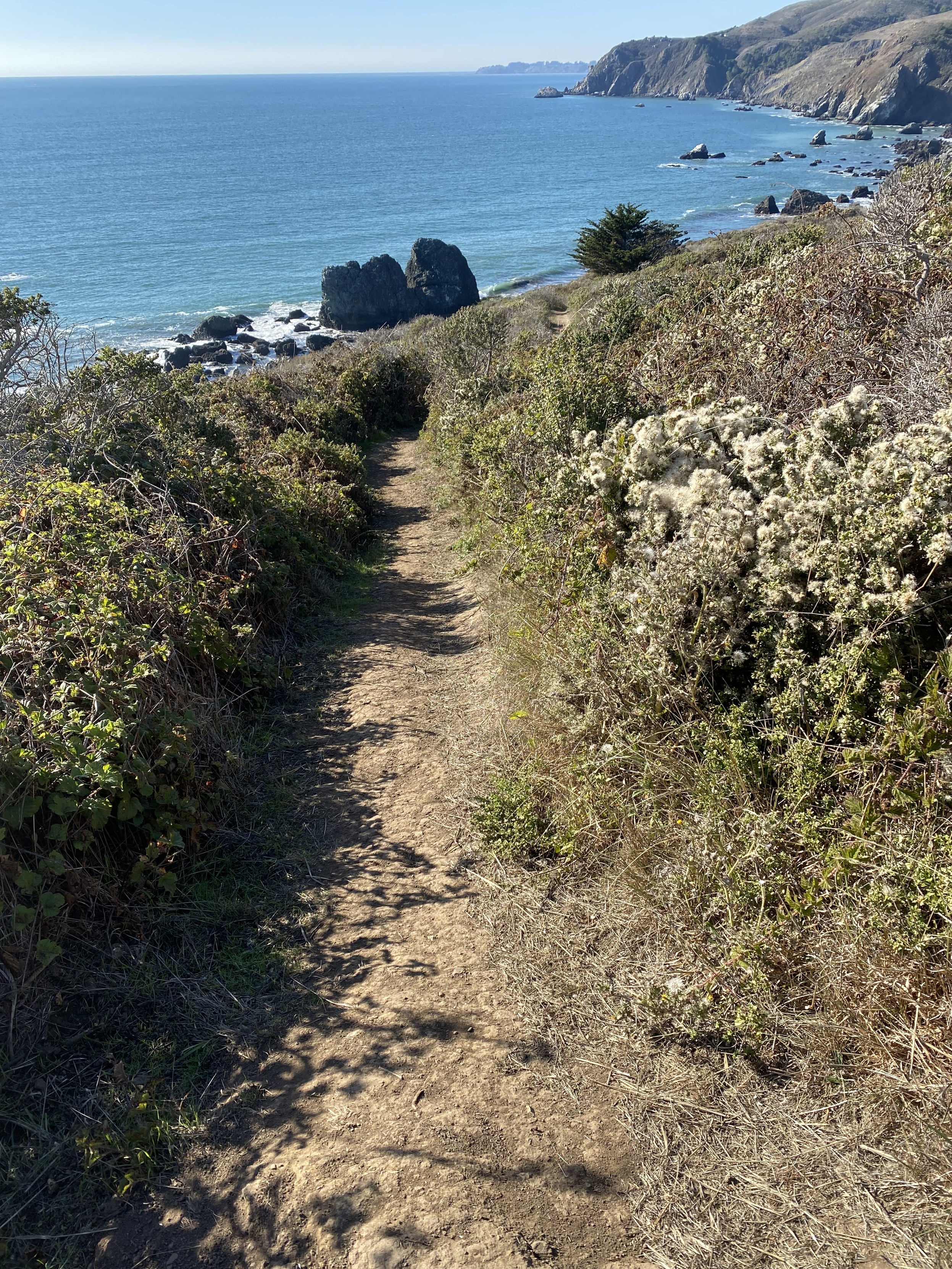 photograph of single track trail that descends 100 feet over 3/5ths of a mile to pacific ocean tide pools. the trails are all well trodden but posion plants are common on either side