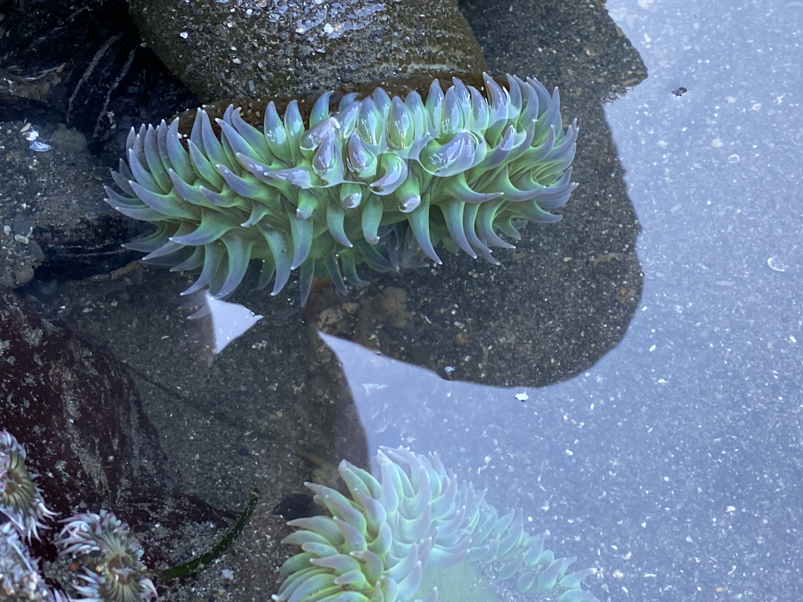 pacific ocean tide pool sea anenenenenenomies (which I have a hard time pronouncing). They look like 4” dirty brown hoses with green spikey spiney succulents with purple tipds on the end in a ring