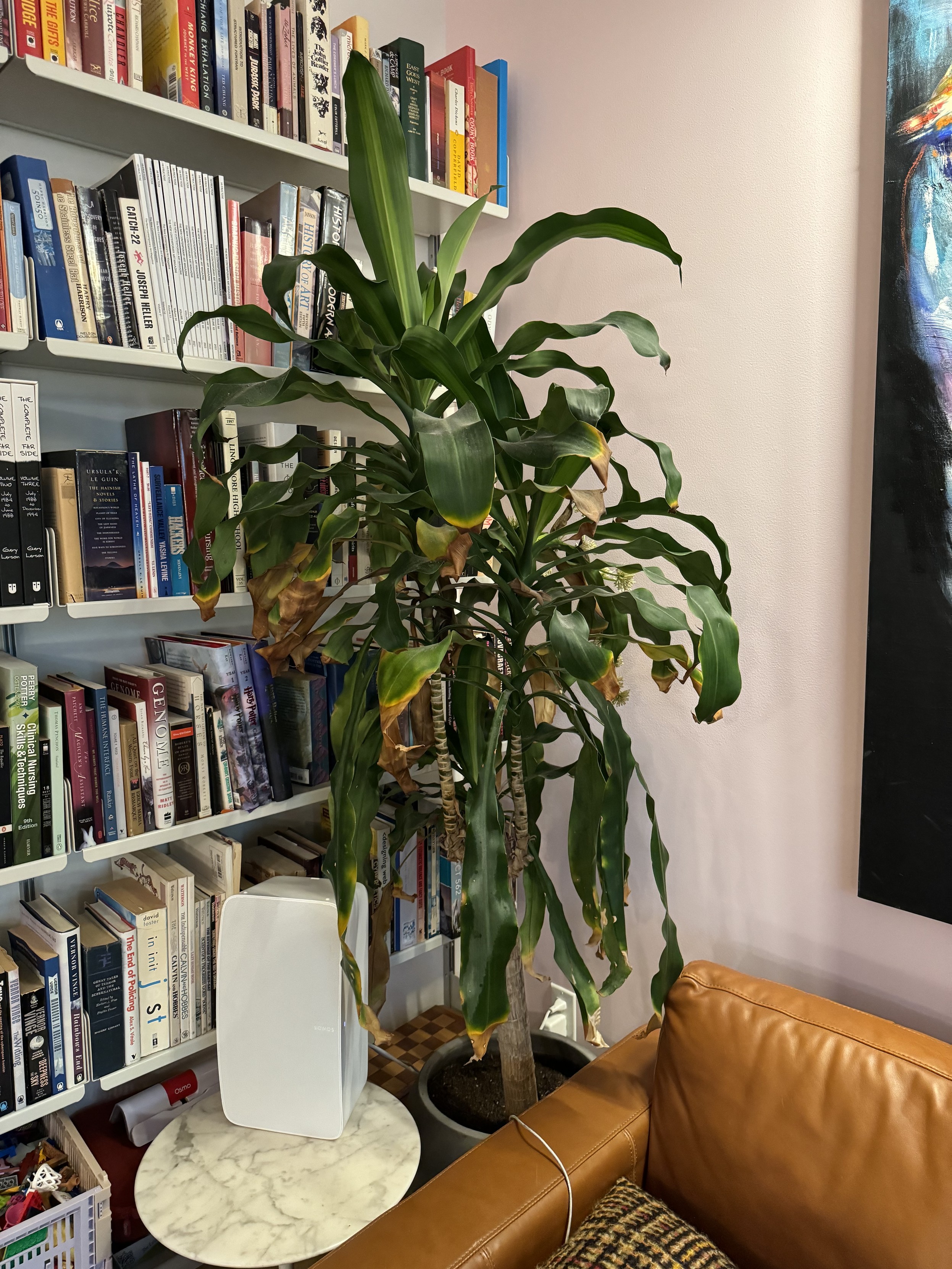 photograph of a cane plant with two primary branch tops, flowers peaking out to the rear, in a 2’ round pot in a corner beside a leather sofa and behind a marble end table, in front of a wall of books on the left and a pale pink wall on the right