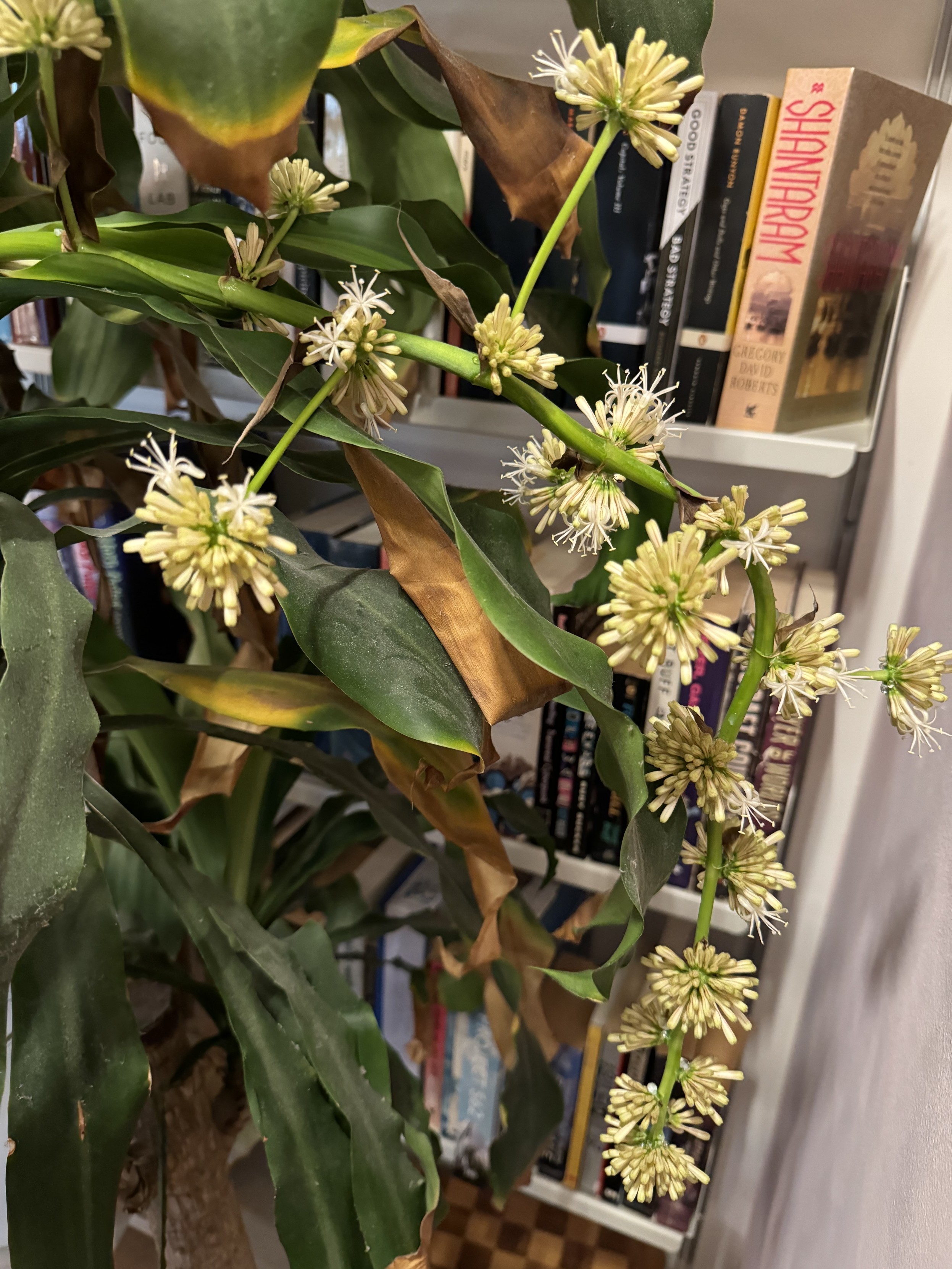 macro photo of the flower strand growing out the rear of the lower top can plant with 20 or so white 1” bursts of flowers on short green branches on a 3’ long green stalk