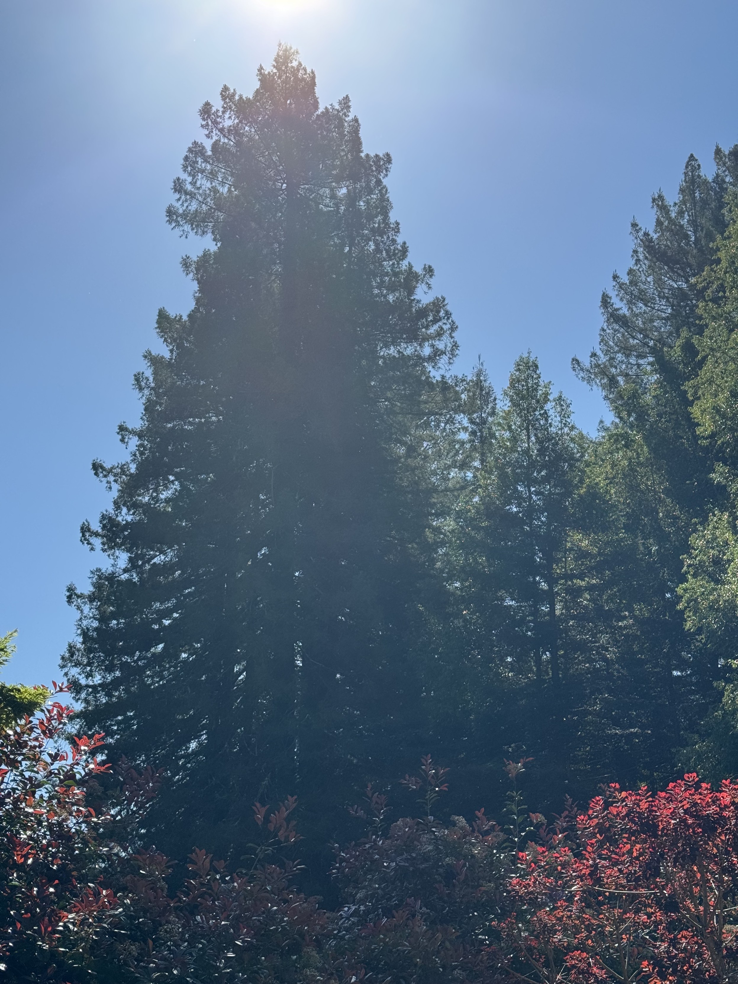 photo of a Sequoia grove to me east, the rising sun above, blue skies behind