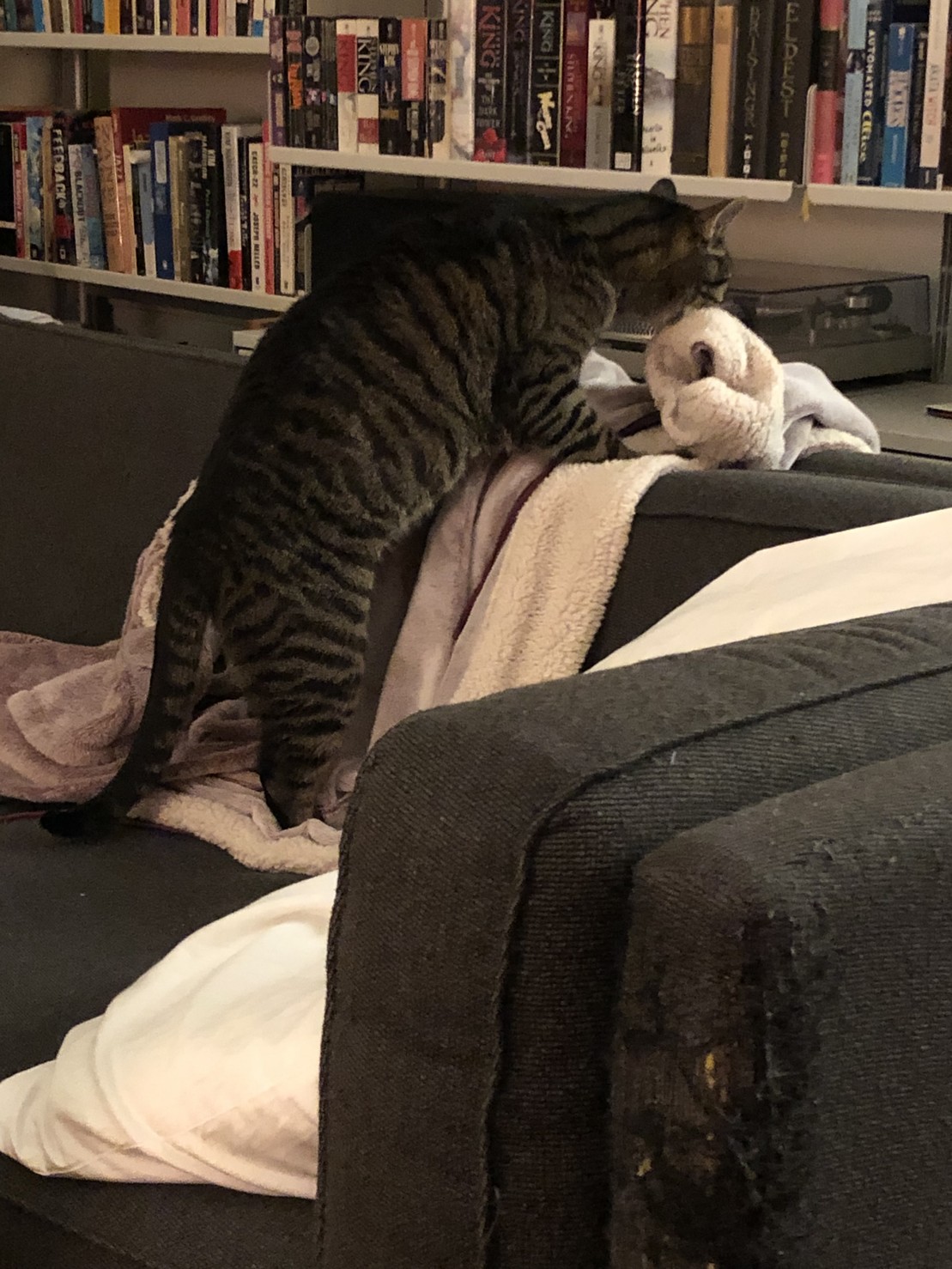 my cat, biting a bathrobe