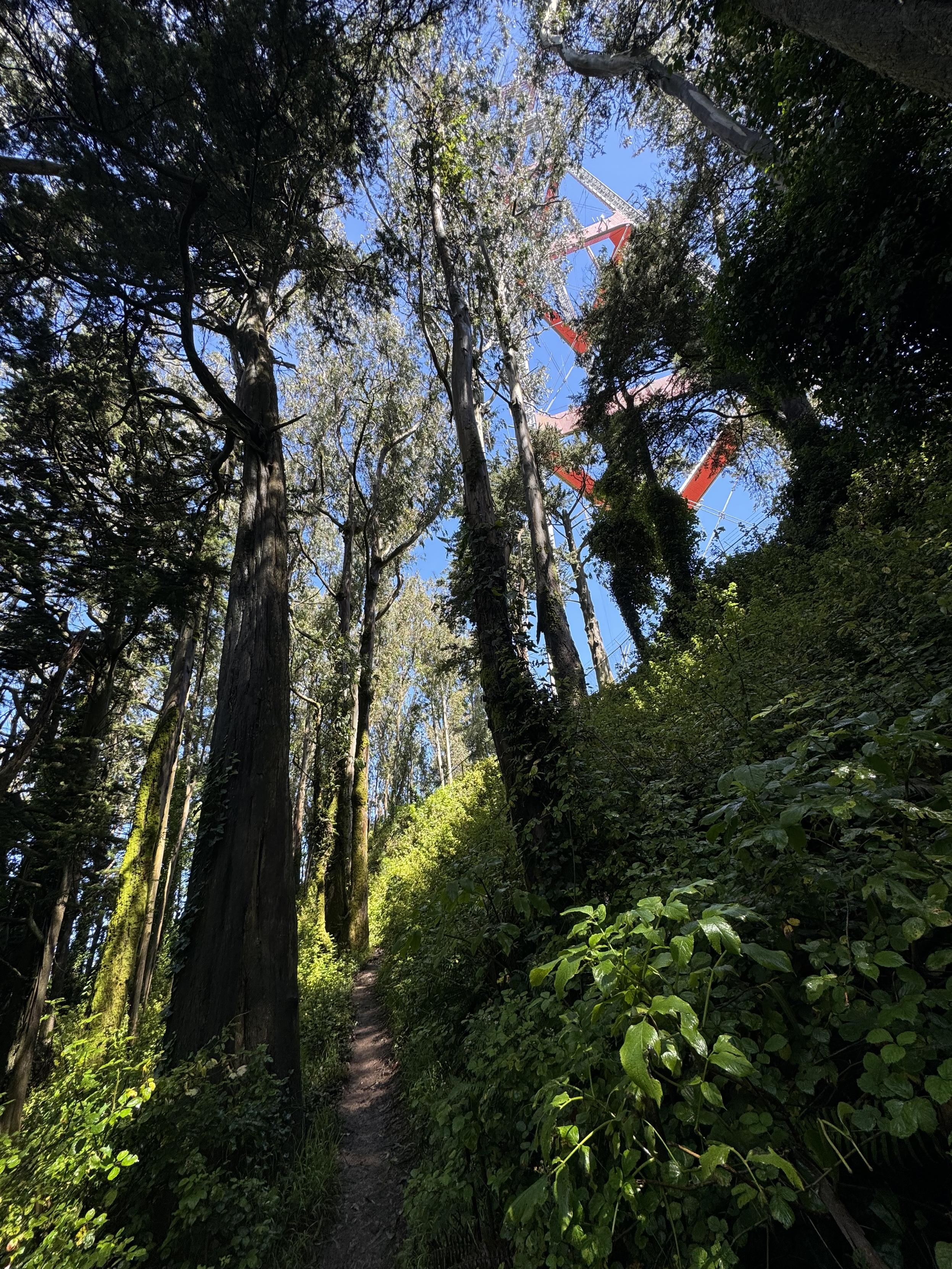 the tower from the western woods, a very muddy singletrack leads straight away in the bottom left in a green, sun-dappled forest, while the red and white tower looms to the rear in the top right