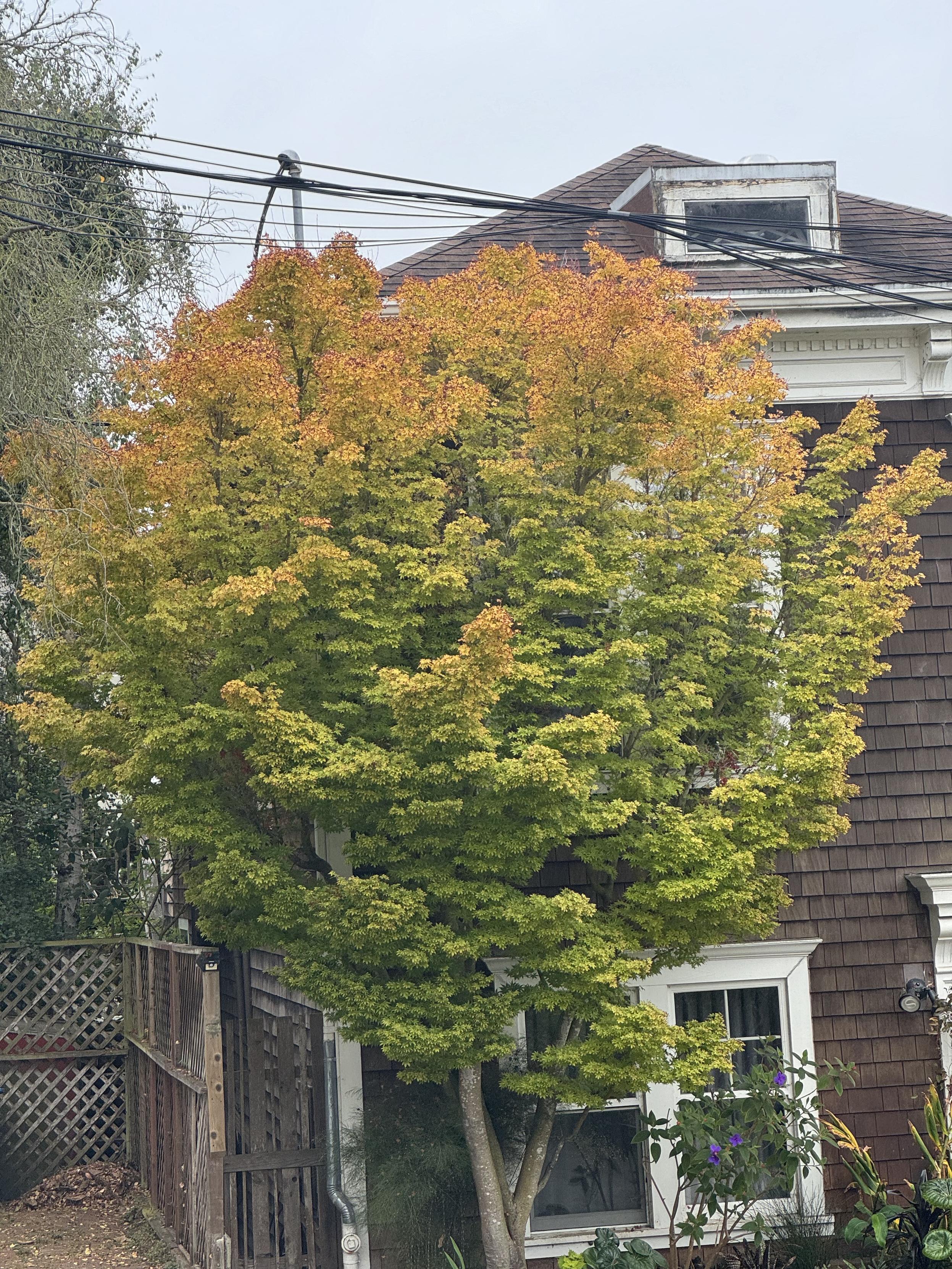 photograph of a tree in san francisco in bernal heights changing fall colors presenting us with a lovely gradient from the top, where the leaves are golden orange with red edges, to the bottom, where they are still a vibrant green