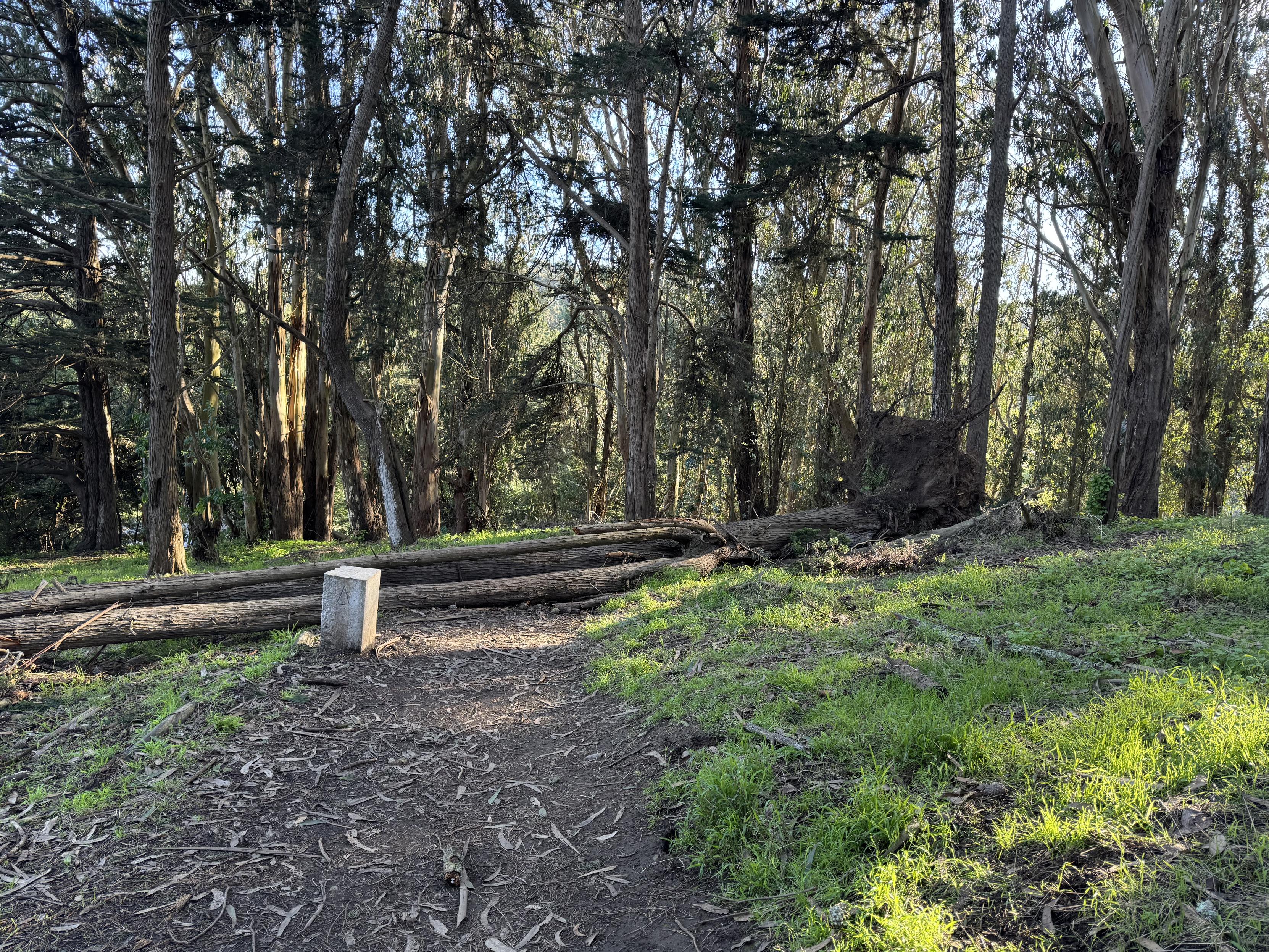 photograph of a portion of Philosopher’s Way in McLaren Park, SF.a stone marker to the left of the trail indicates that hikes should proceed forward. A tree has fallen obstructing the trail just past the market, and a 6 foot circumference root ball pops up o the the right, while the trunk extends beyond the photo left.