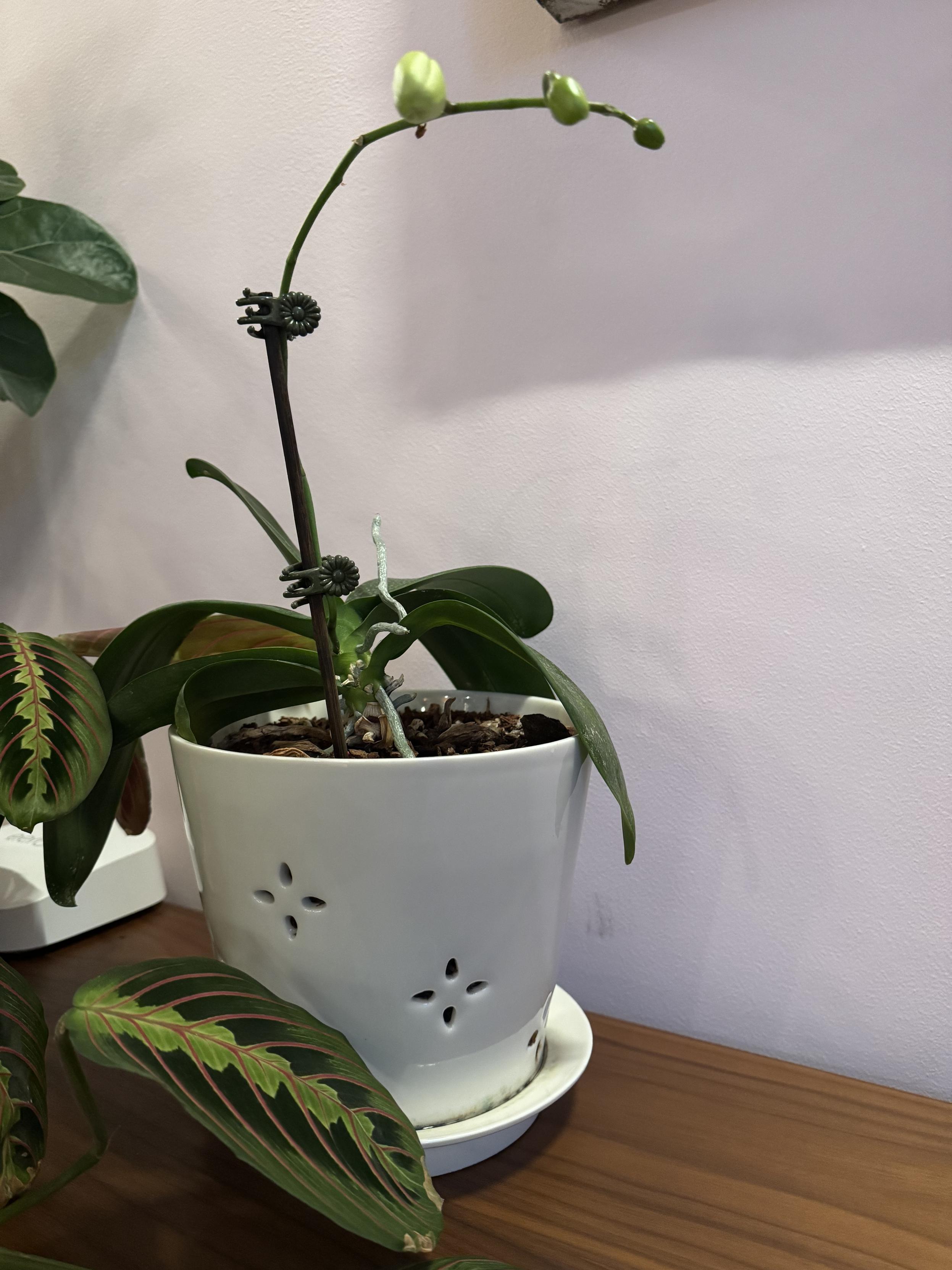 photograph of our orchid in an white orchid pot (holes in the side in a cross pattern, with set in a dish so that you can’t over-water it) on our credenza next to a red/green prayer plant, in front of a very light pink wall. A few large green leaves spill over the pot and one long trunk clipped to a stick in two places rises 12” before bending over at 90” on a gradual arc. At the top and end are four buds, the one furthest from the tip being the oldest and largest nearing half an inch in diameter and the others smaller and younger in diminishing size