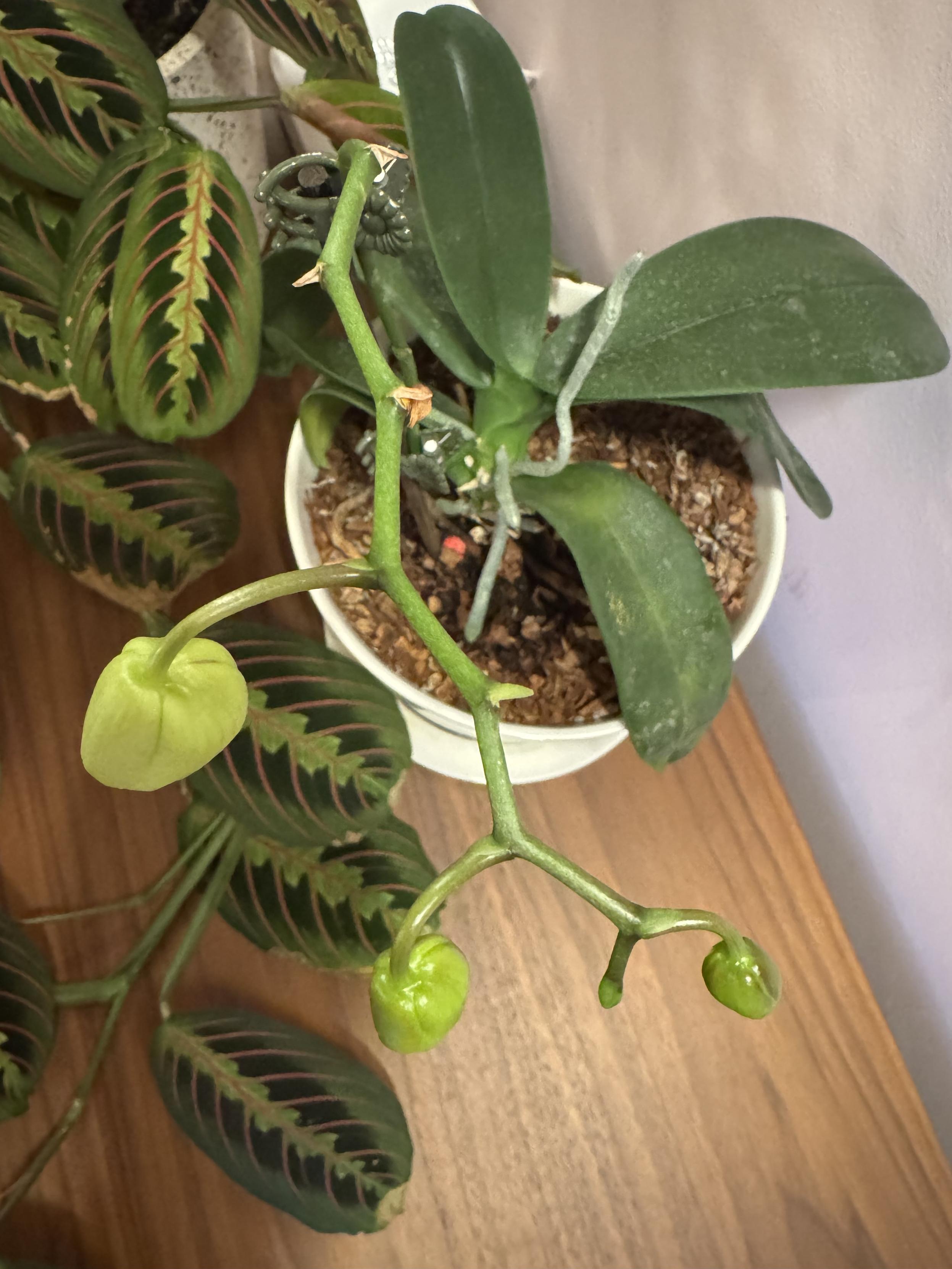 top down photo of the same orchid plant and buds, macro on the buds where you can now see that there were three or four earlier buds which withered away and left nothing on the plant but a brown tip like a broken-off branch.