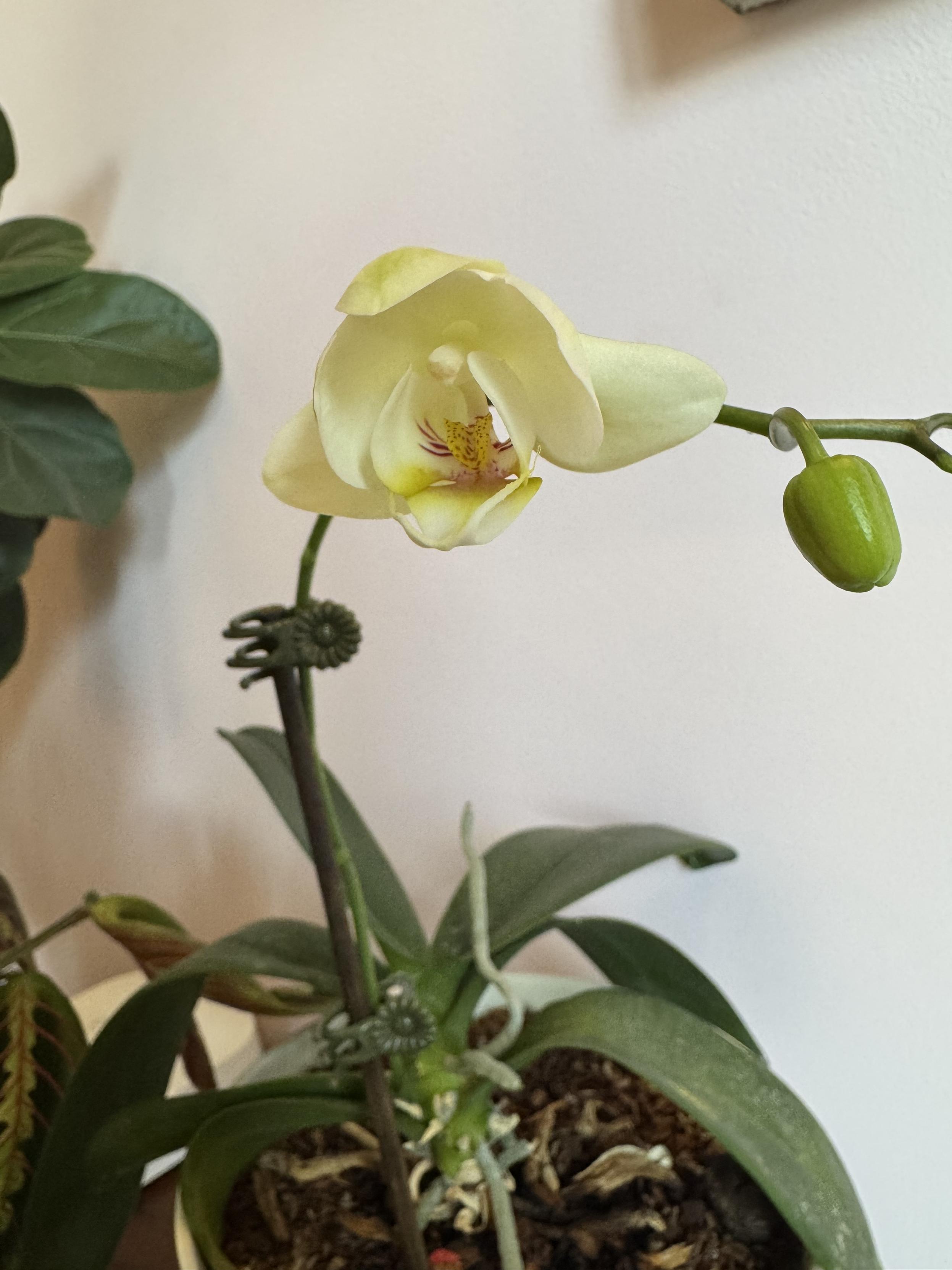 photograph of the first orchid to bloom since we got this darn thing, it's mostly white with some yellow highlights inside