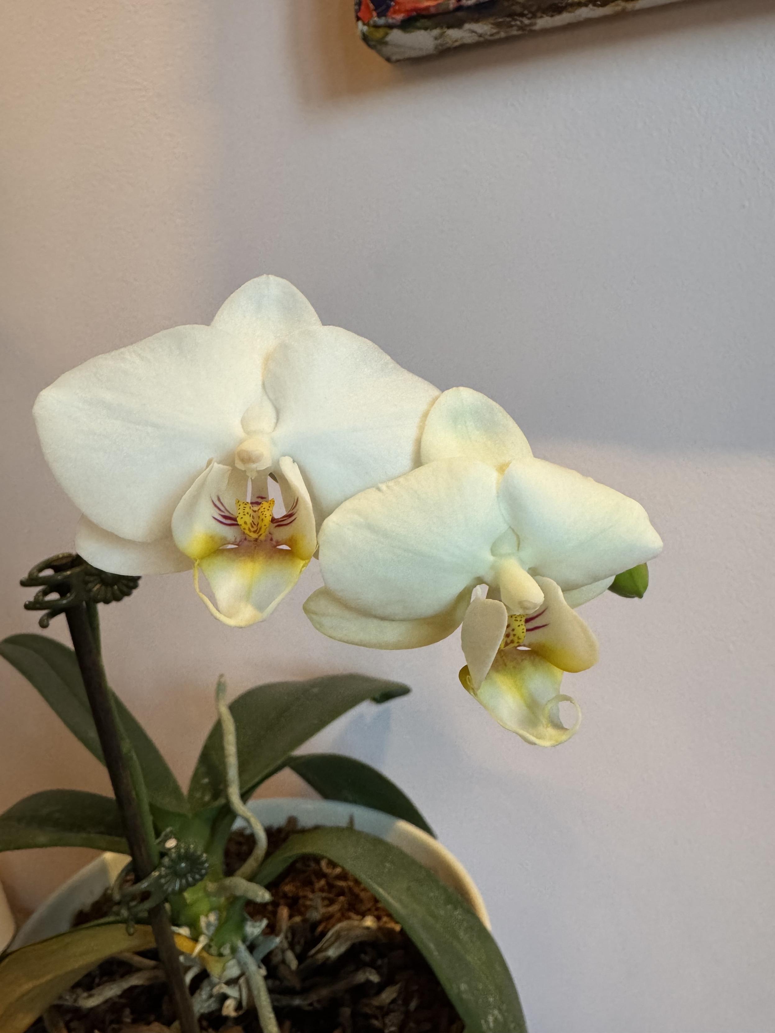 photograph of the orchid that bloomed a week ago. it now has a bloomed companion, and the last bud week probably join this pair in a few days