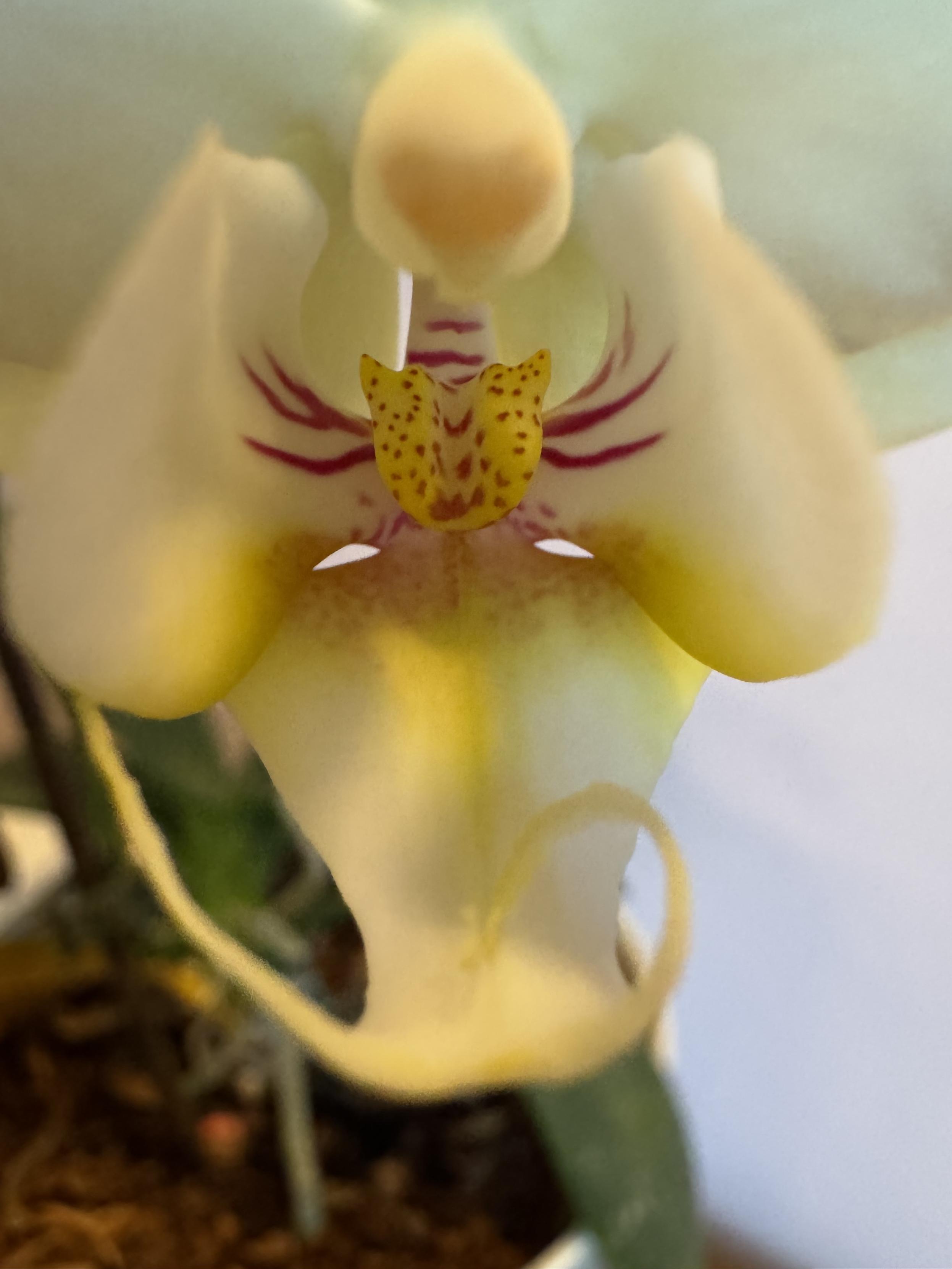 macro of the interior of the new orchid flower with yellow and pink highlights