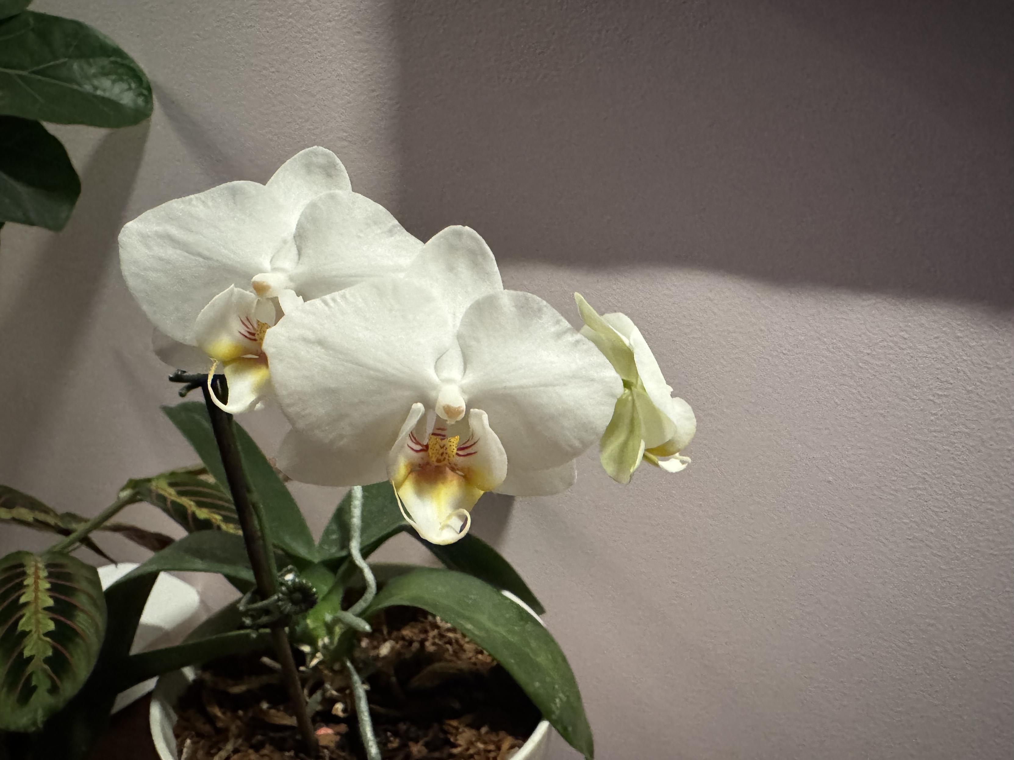 our third orchid bloom finally got some sun and opened up but it’s facing the wrong way, this is a photo of the two facing right out into the room looking pretty while the smaller third one is facing mostly to the right and away in the distance