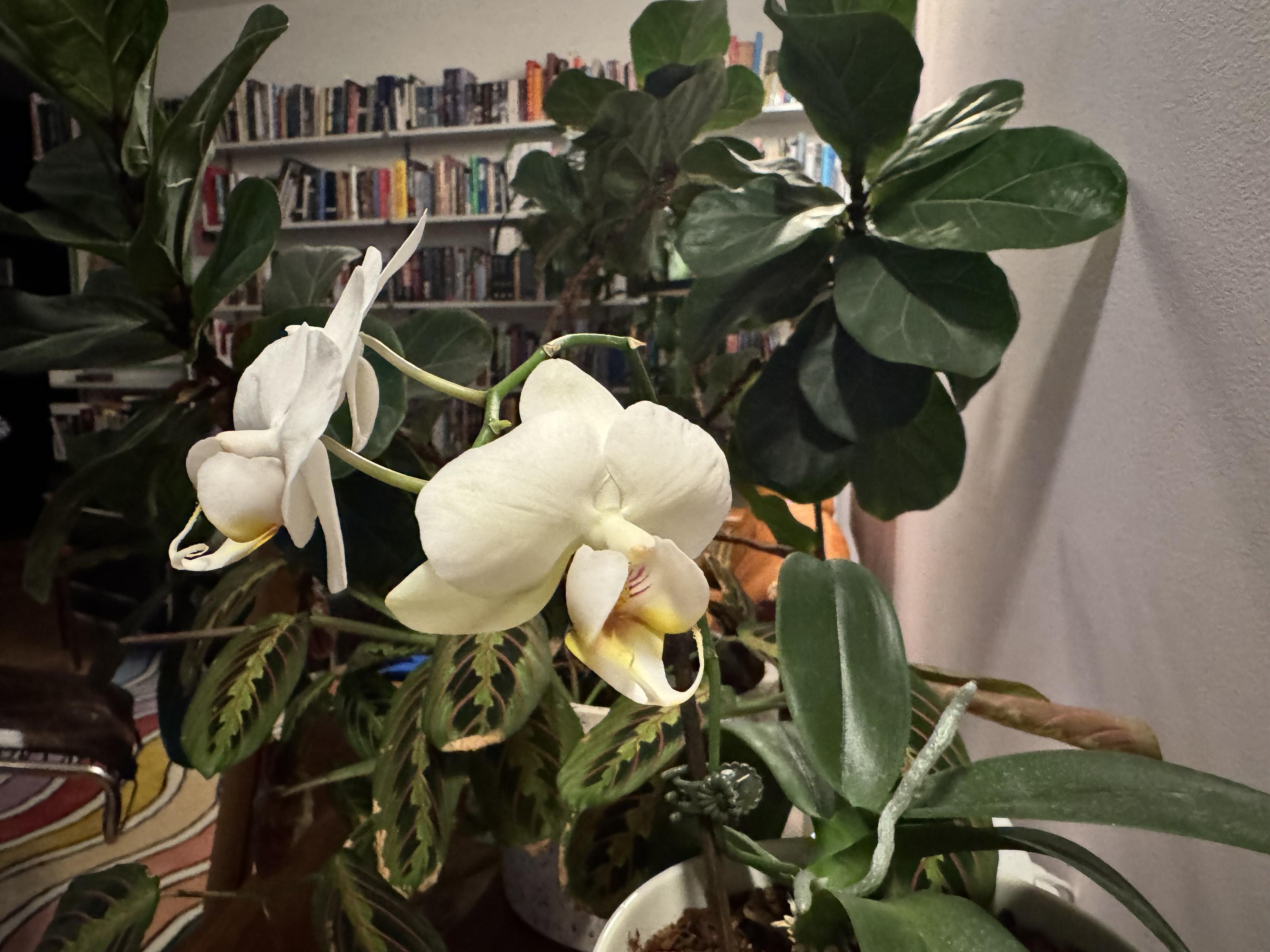 a photo of the reverse side of the previous one, the new bloom is facing down and to the right in profile, the two bigger older siblings are up and to the left in side-view, behind are a red/green prayer plant, a very healthy fiddle plant, and in the distance, a wall of books