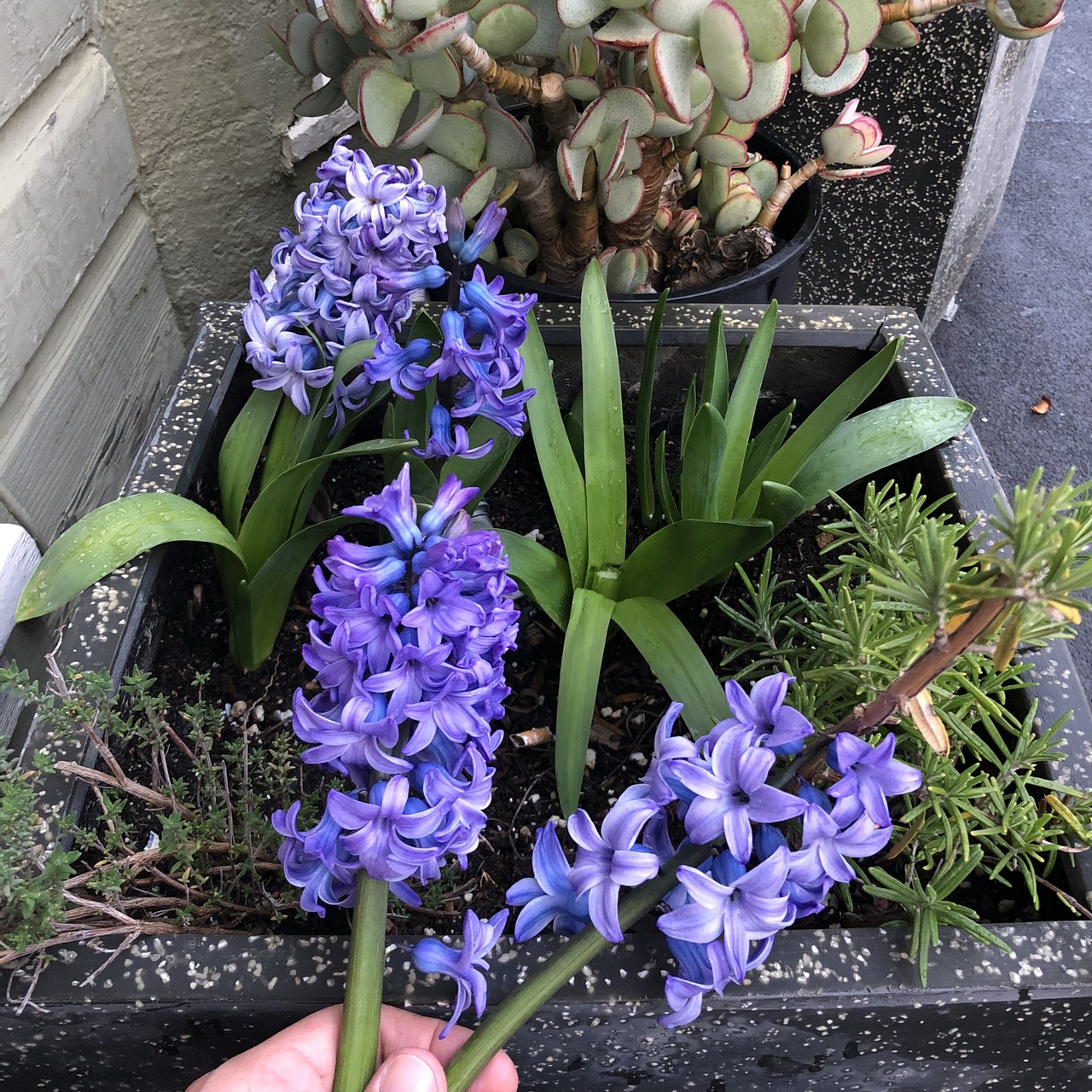 Cut and uncut hyacinth with dark purple flowers.