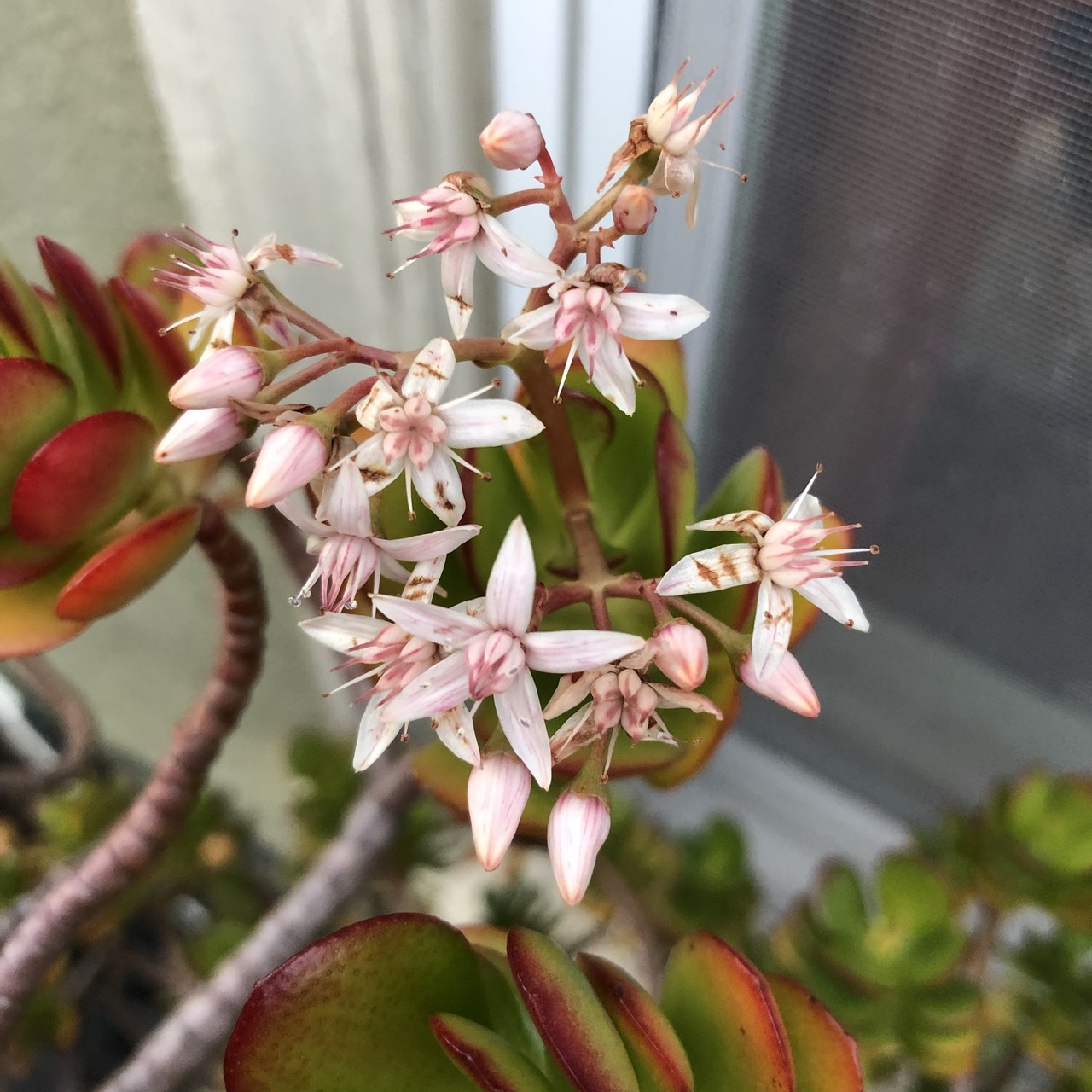 Jade flowers