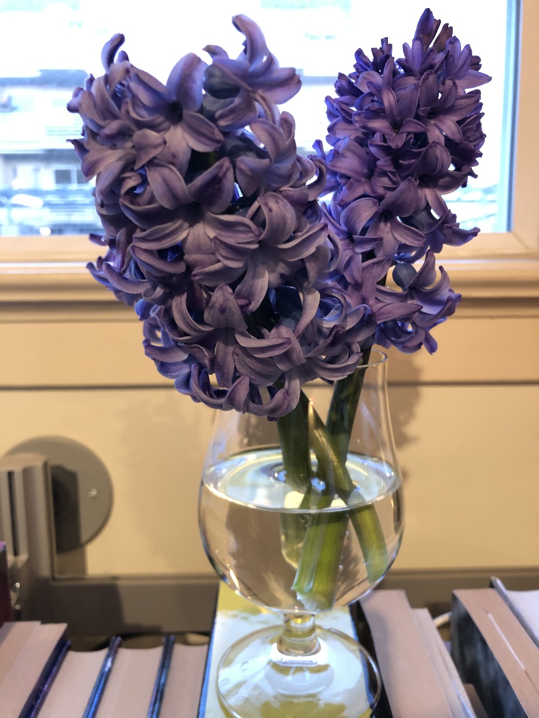 Cut hyacinth in a vase on the bookshelf