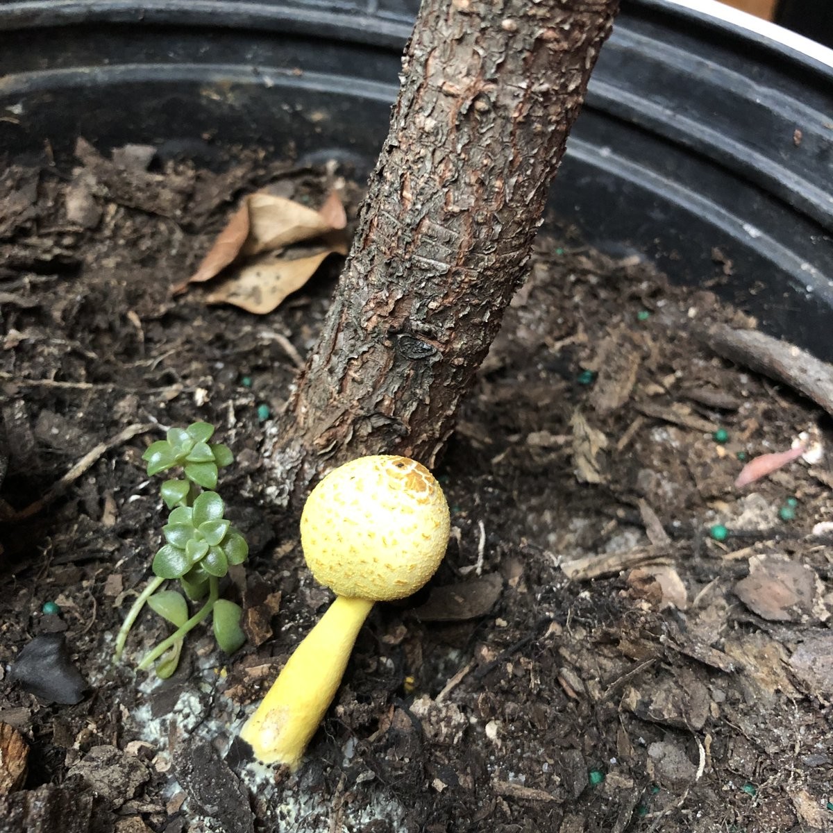 tiny yellow mushroom