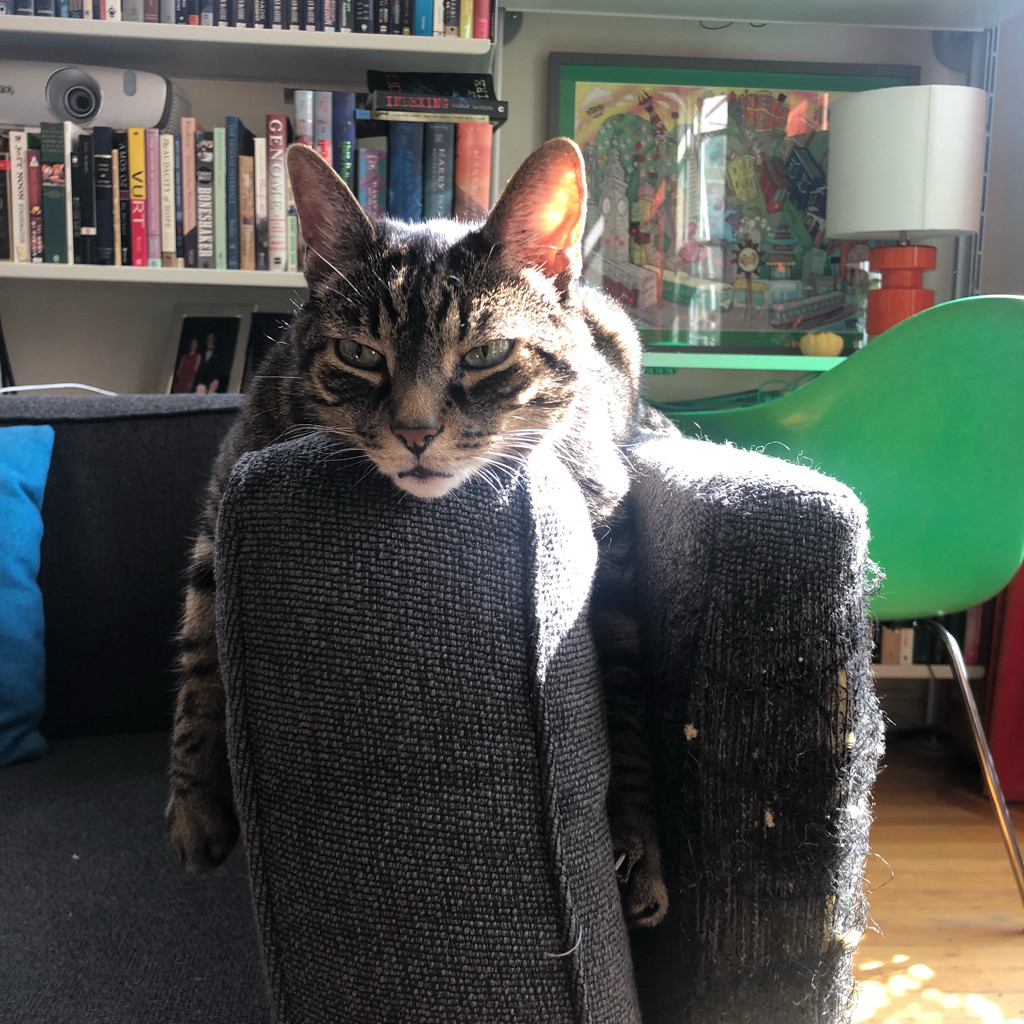 Our cat, lounging on a sofa arm in a sun patch.