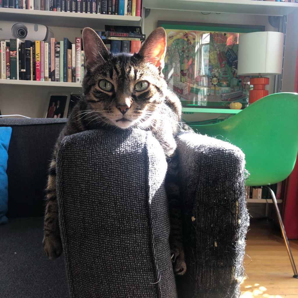 Our cat, lounging on a sofa arm in a sun patch.