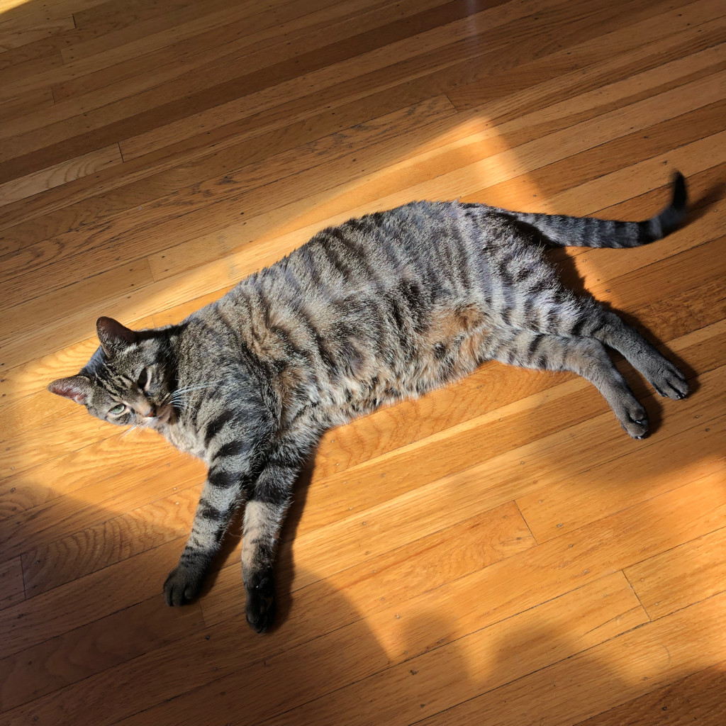 The Boy in the sun patch that used to be on the sofa arm but is now on the floor