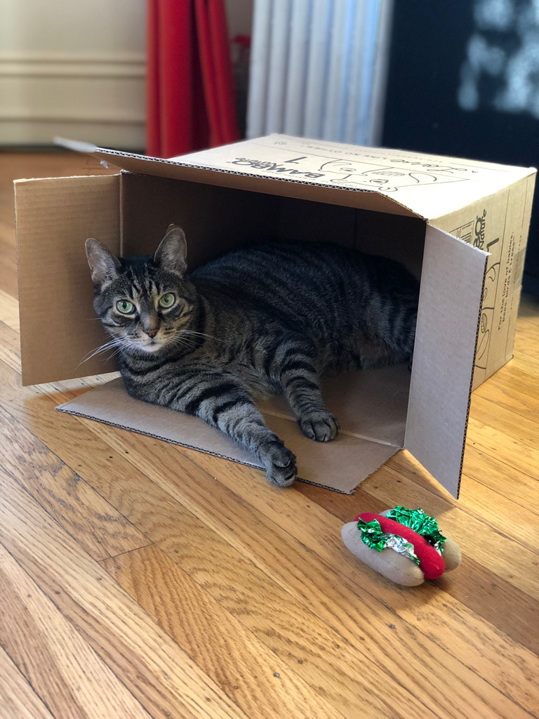 cat in a box