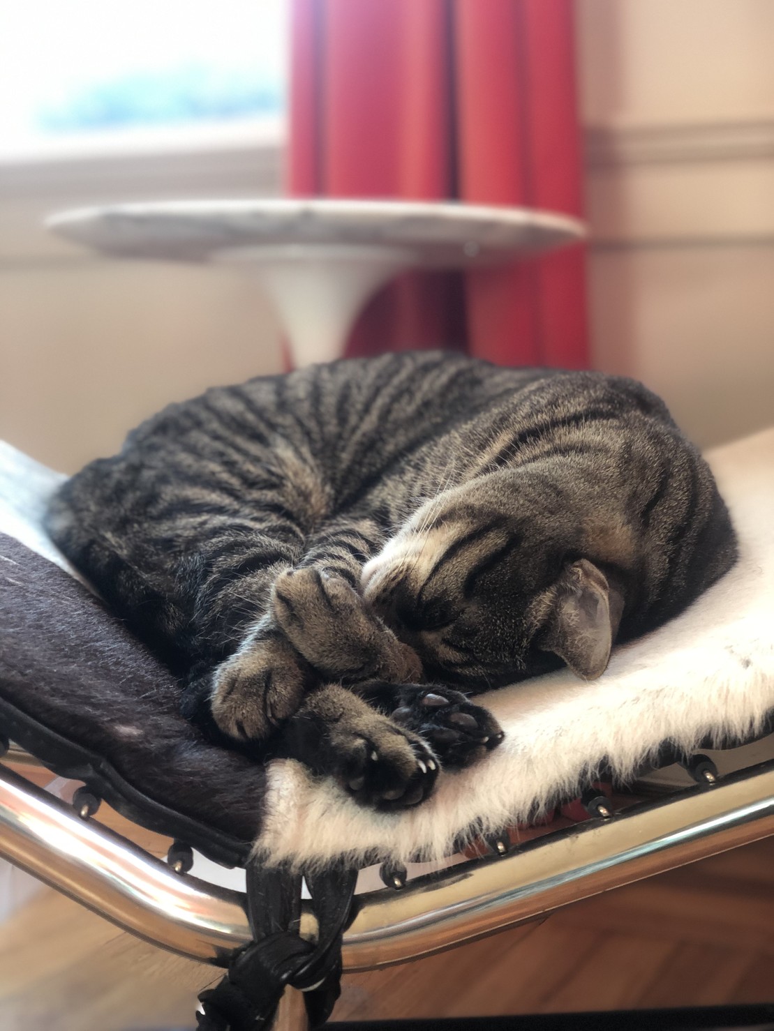 my cat, sleeping with all four legs piled up crossed and his head upside down to hide from the sun 